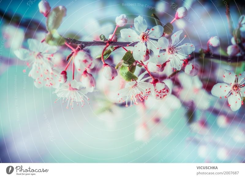 Cherry blossom, close-up Design Summer Garden Nature Plant Spring Beautiful weather Tree Flower Leaf Blossom Park Blossoming Soft Pink Spring fever Fragrance