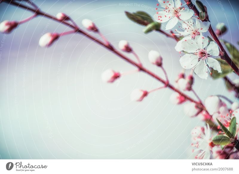 Cherry Blossom Nature Background Style Design Garden Plant Spring Flower Leaf Park Blossoming Retro Soft Pink Spring fever Fragrance Background picture