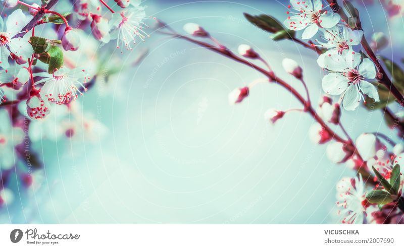 Beautiful Spring Nature Background Design Garden Plant Leaf Blossom Park Blossoming Soft Pink April Background picture Cherry blossom Blue Sky