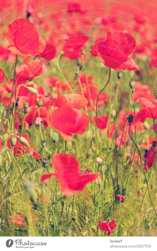 poppy field in summertime. vintage retouch Summer Nature Green Red flower sky flowers sun landscape agriculture sunny bloom countryside Colour photo Day