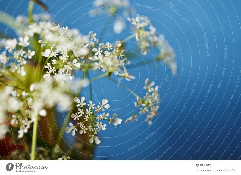 fake Decoration Plant Spring Flower Blossom Foliage plant Wild plant Fragrance Positive Clean Blue White Uniqueness Colour Multicoloured Close-up Day