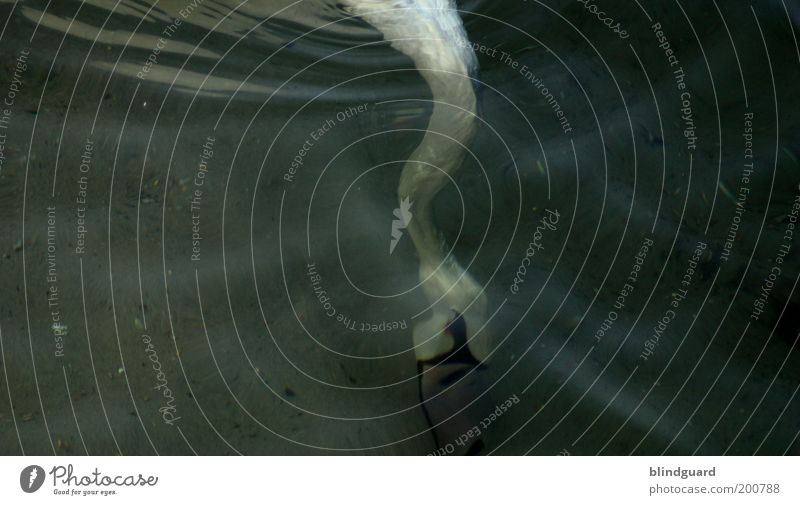 swan lake Sand Water Waves Lakeside Animal Swan 1 To feed Cold Wet Gray White Feather Distorted Refraction Search Colour photo Deserted Shallow depth of field