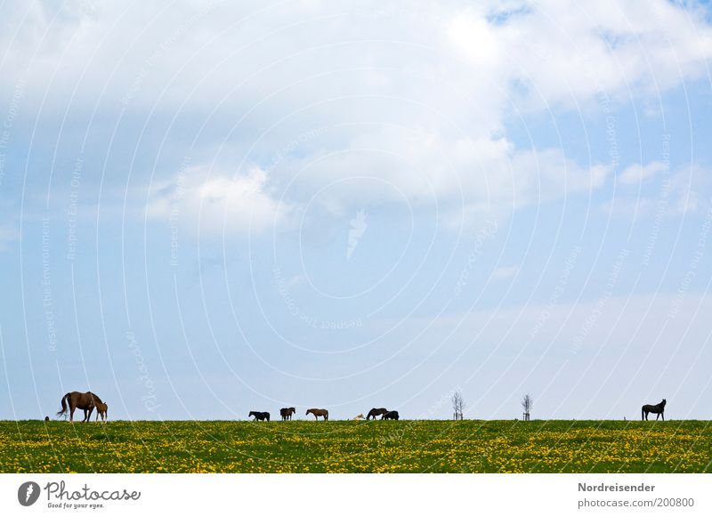 horsepower Calm Ride Vacation & Travel Freedom Nature Landscape Sky Clouds Spring Beautiful weather Meadow Horse Group of animals Baby animal Blossoming To feed