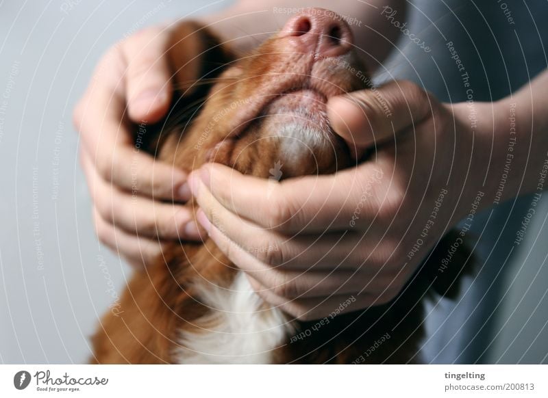 cuddling time Arm Hand Fingers 1 Human being Animal Pet Dog Touch Movement To hold on To enjoy Love Embrace Authentic Friendliness Happy Cuddly Near Warmth