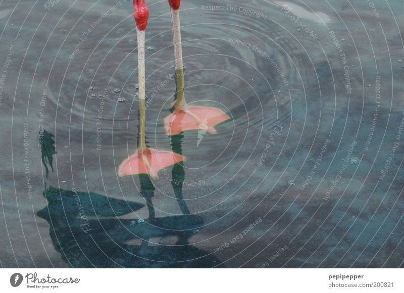 cold feet Swimming & Bathing Water Drops of water Pond Lake Animal Flamingo 1 Under Blue Pink Serene Calm Elegant Animal foot Colour photo Exterior shot Detail