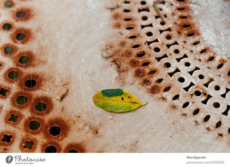 Pitting? Garden table Leaf Foliage plant Metal Rust Brown Green White Hollow Pattern Limp Scratch mark Varnished Colour photo Subdued colour Exterior shot