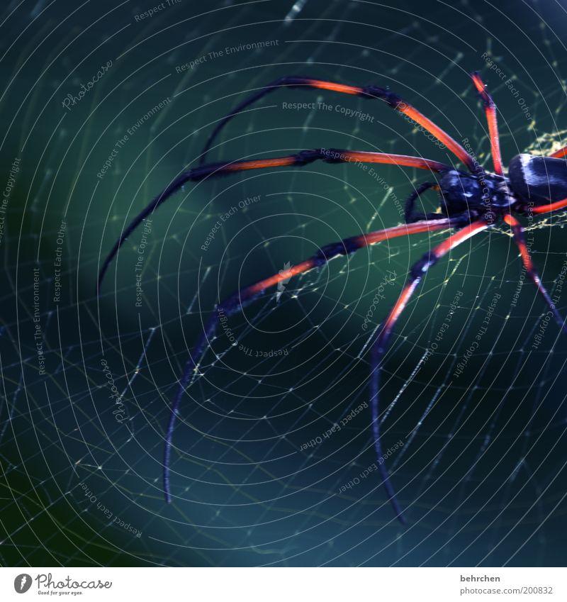 nephila Environment Nature Animal Spider 1 Patient Fear Horror Nephila inaurata madagascariensis Spider's web Scare Dangerous Colour photo Exterior shot