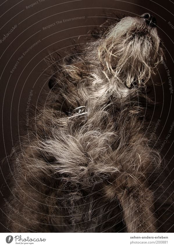 strudel Animal Pet Dog 1 Cuddly Curiosity Cute Brown Gray Pelt Colour photo Subdued colour Close-up Flash photo Shallow depth of field Worm's-eye view