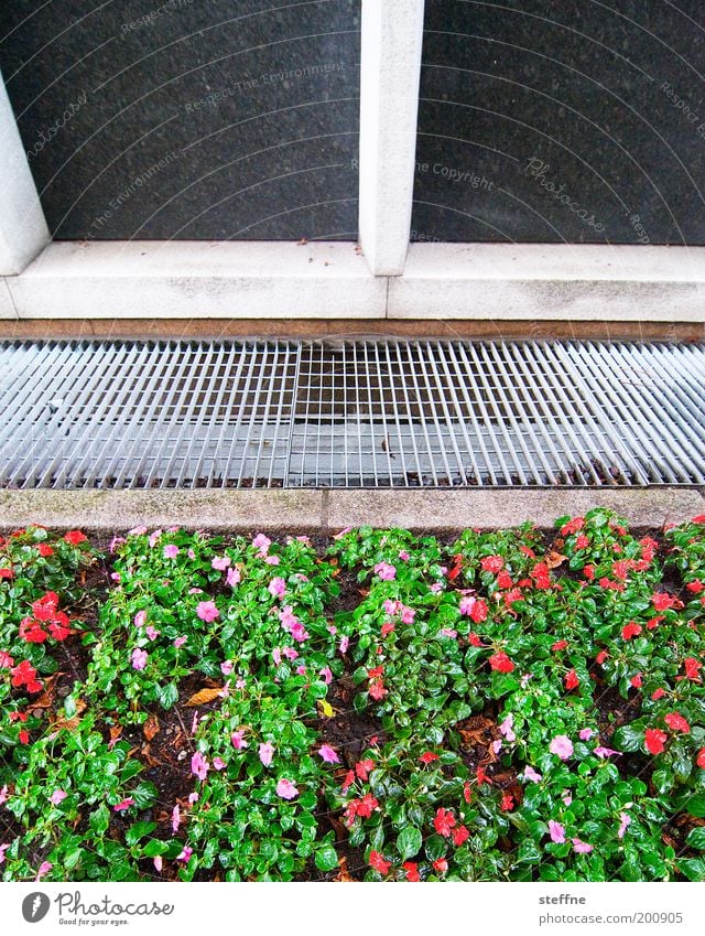 green-pink red beets Plant Flower Facade Beautiful Garden Bed (Horticulture) Pansy Grating Colour photo Exterior shot Day Front garden Ventilation shaft