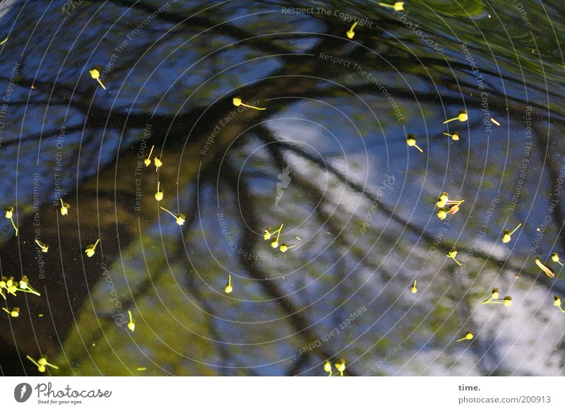 Poetry in sheet metal Reflection Tree Branch Twig Sky Blossom Car Car Hood Varnish Exterior shot hardly any text space Blur Spring Bend Curved False Fantasy