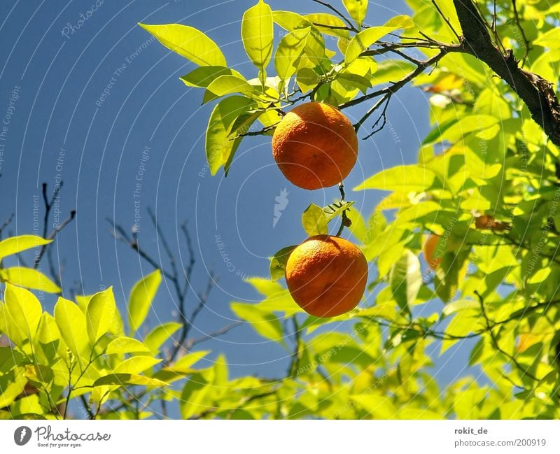 Sweet fruits Fruit Orange Nature Plant Beautiful weather Tree Garden Fragrance Fresh Healthy Good Round Green Colour Bright green Blue sky Tangerine Spain