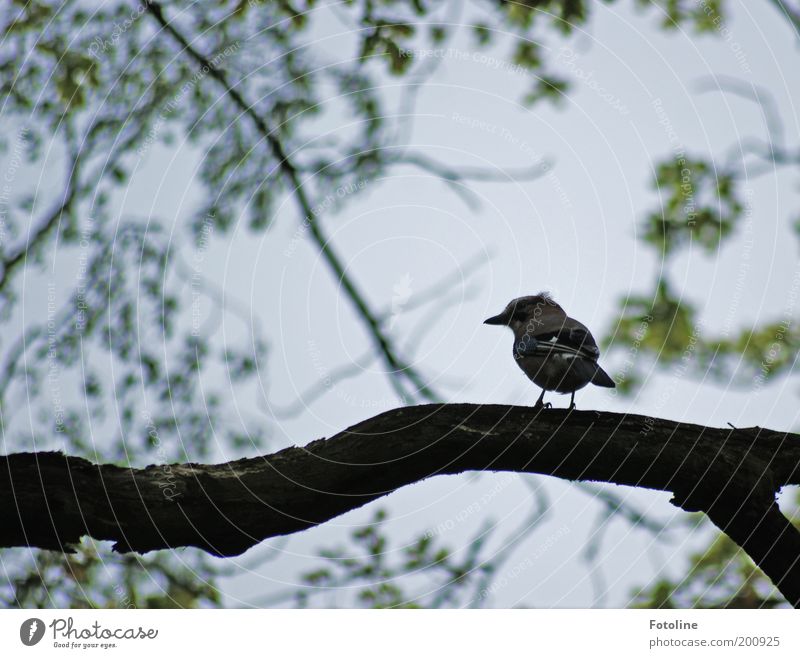 glanshähr Environment Nature Plant Animal Sky Spring Tree Garden Park Wild animal Bird Wing 1 Free Beautiful Jay Wait Branch Twigs and branches Colour photo