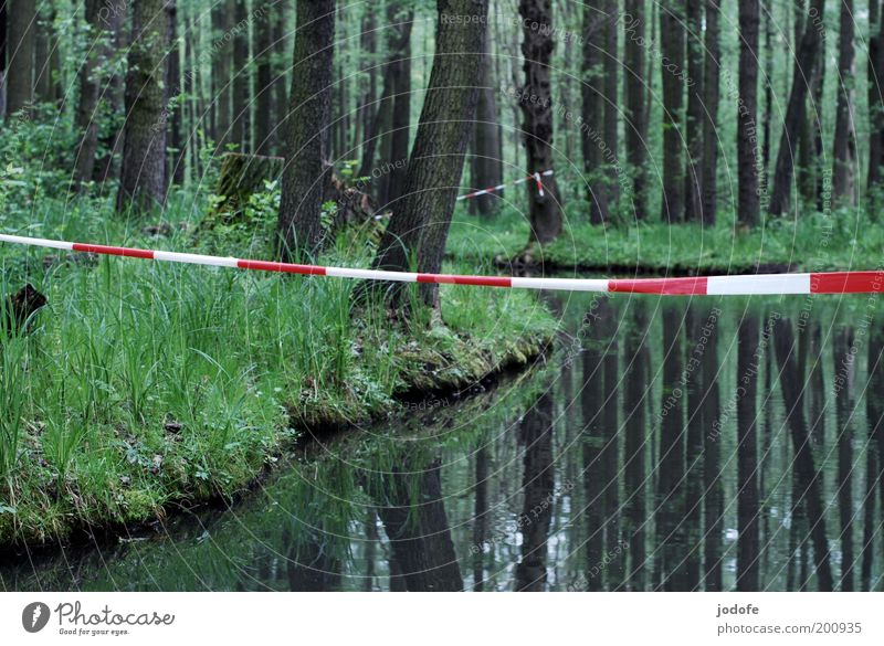 cordon Environment Nature Landscape Plant Water Spring Tree Grass Moss Bog Marsh Brook River Cold Red White Barrier Spreewald Virgin forest Calm Side by side