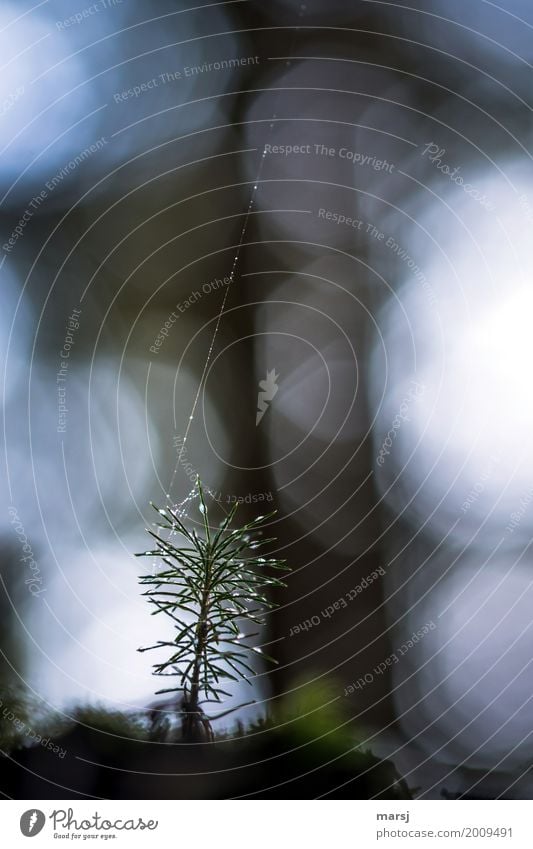 New life on the safety line Life Harmonious Nature Drops of water Plant Tree Spruce Plantlet Coniferous trees Cobwebby Dark Thin Authentic Fresh Wet Natural