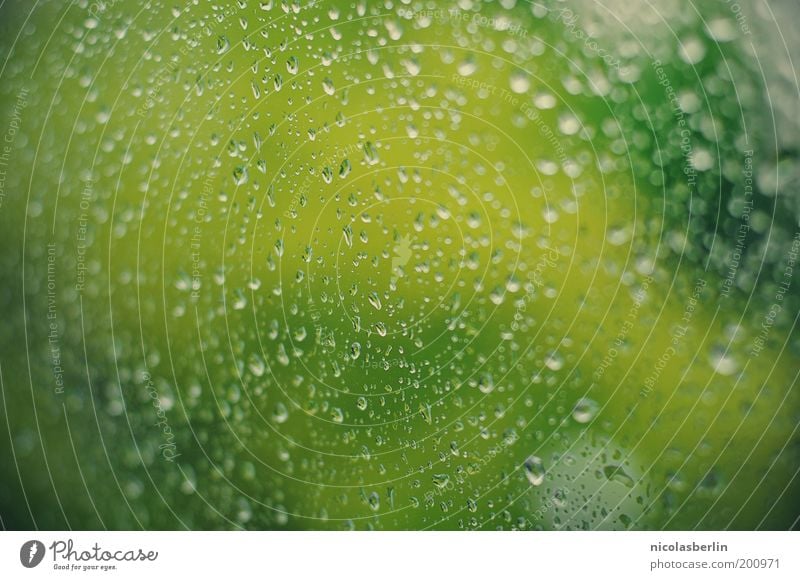 Glass Clear Plant Water Drops of water Spring Weather Bad weather Storm Rain Tree Window Fluid Wet Gloomy Green Serene Calm Boredom Reluctance Frustration