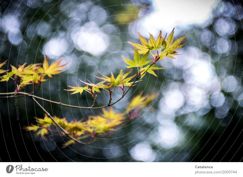 Timid, maple branch Nature Plant Sky Spring Weather Tree Leaf Japanese fire maple Garden Park Hang Growth Esthetic pretty Yellow Green Red Black White