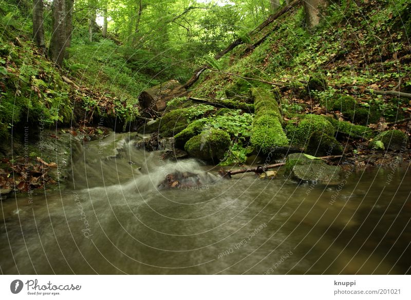 down by the river Vacation & Travel Summer Environment Nature Landscape Plant Tree Bushes Moss Fern Forest River bank Brook Green Flow Idyll Ethnic Deserted