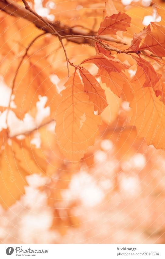 Leaves on a sunny morning, Fall season Nature Plant Spring Autumn Tree Park Forest Warmth Orange White Romance Colour Vacation & Travel leaves Leaf Tree trunk