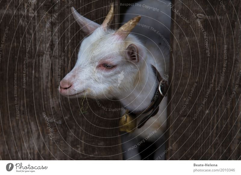 New beginning spring Spring fresh start Renewal goat Kid (Goat) youthful young animal horns Bell Curiosity stable door Animal Farm animal Animal portrait