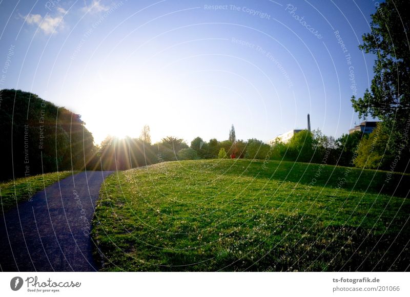 Sunset Boulevard Nature Plant Sky Cloudless sky Sunrise Sunlight Spring Summer Beautiful weather Tree Grass Dandelion Garden Park Meadow Hill Lanes & trails