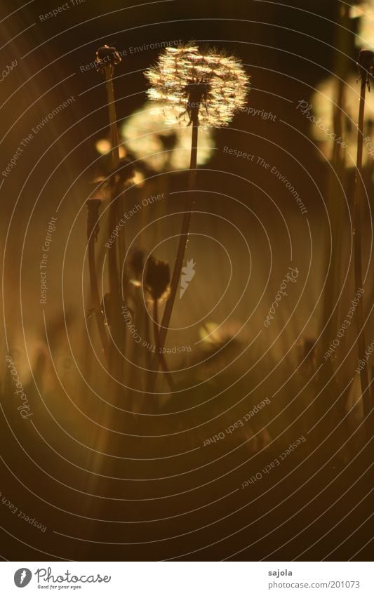 puffblower room Environment Nature Plant Flower Wild plant Dandelion Meadow Illuminate Brown Gold Esthetic Transience Change Cycle Spring Portrait format