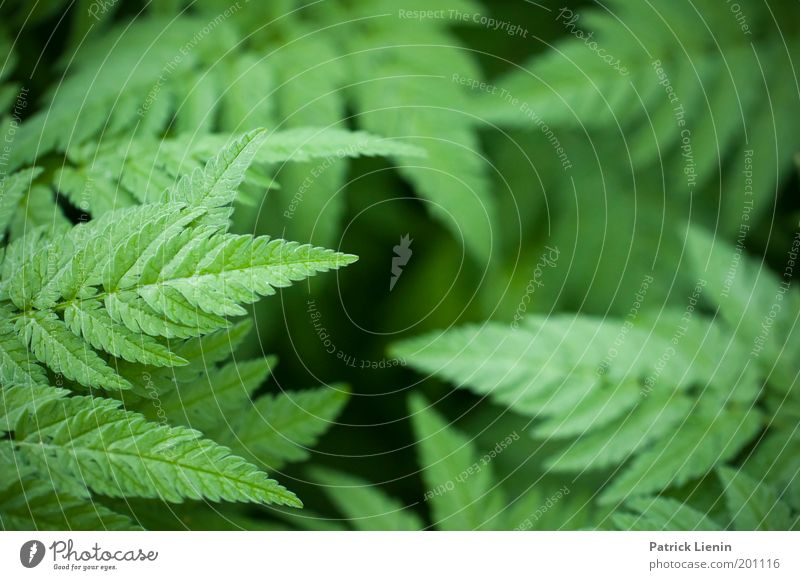 press Beautiful Leaf Dark Point Green Botany Nature Calm Comforting Covered Smooth Colour photo Exterior shot Structures and shapes Deserted Day Shadow Blur