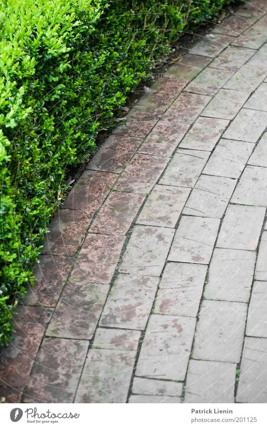 where does the way lead? Foliage plant Walking Lanes & trails Paving stone Bushy Hedge Line To go for a walk Contrast Green Gray Park Colour photo Exterior shot