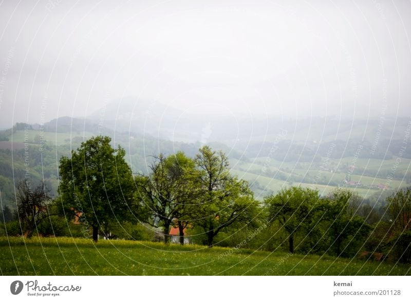 Cloudy, but green Environment Nature Landscape Plant Sky Clouds Spring Climate Bad weather Fog Tree Flower Grass Foliage plant Agricultural crop Wild plant