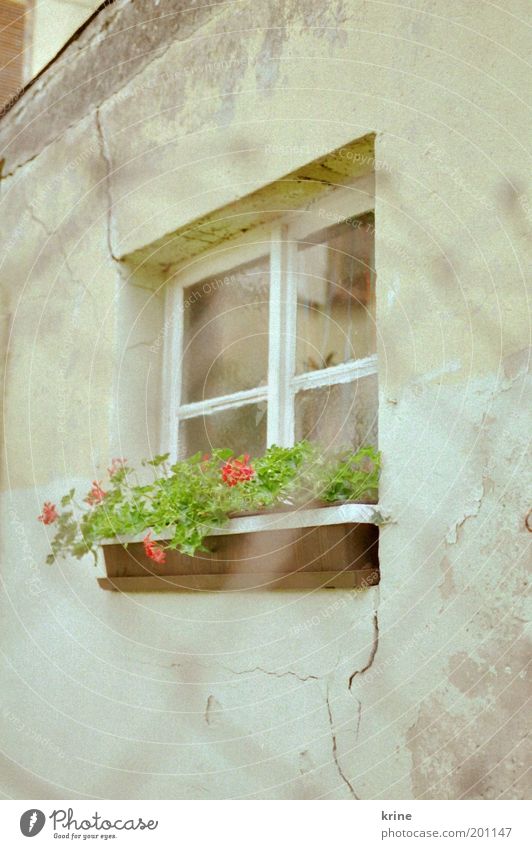 window 2 Window Trashy Calm Fence Geranium Window box Facade Mesh grid Nostalgia Plaster Derelict Old Fresh Spring Summer Retro Backyard Gardenhouse