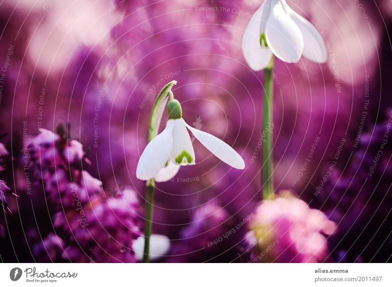 Pink Bell Snowdrop Flower Spring flowering plant Nature Garden Mountain heather Blur Beautiful Natural Graceful White Blossom Violet Exterior shot