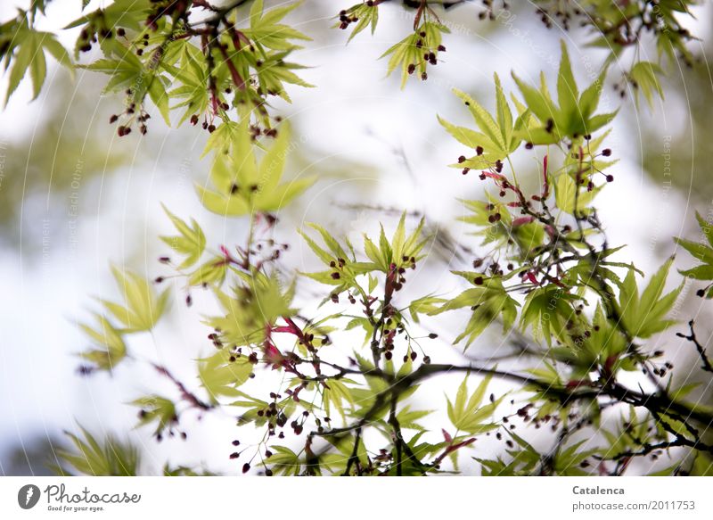 Spring Awakening IV Maple Branch Nature Plant Sky Tree Leaf Maple tree Maple branch Maple seed Garden Park Growth Esthetic Brown Gray Green Pink Red Moody