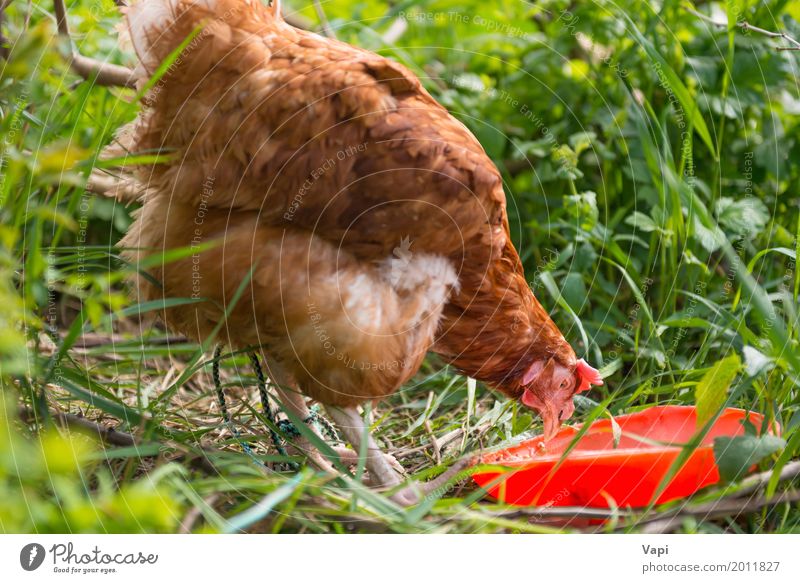 Orange chicken hen feeding Food Meat Eating Bowl Summer Nature Plant Animal Sunlight Grass Garden Pet Farm animal Bird Wing 1 Free Natural Brown Yellow Green