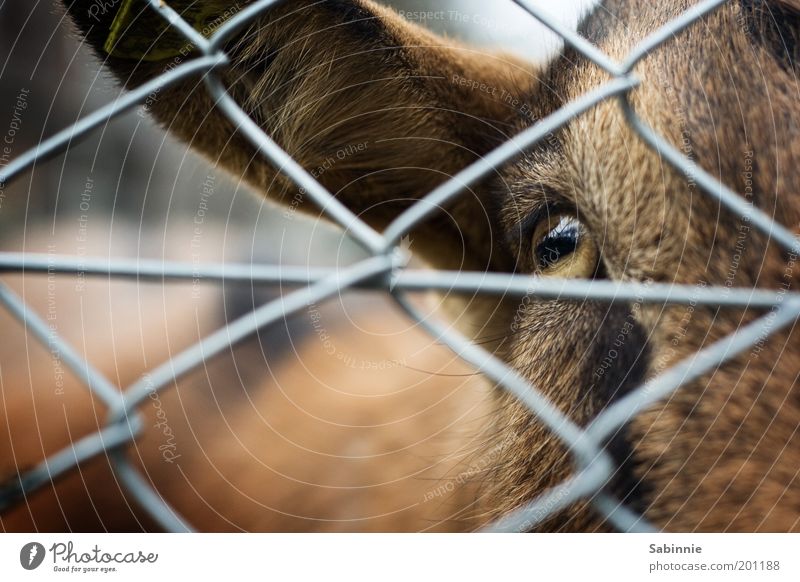 I C U Animal Pet Farm animal Animal face Petting zoo Goats Goatskin Pelt Eyes Ear 1 Self-confident Colour photo Exterior shot Close-up Detail Copy Space left