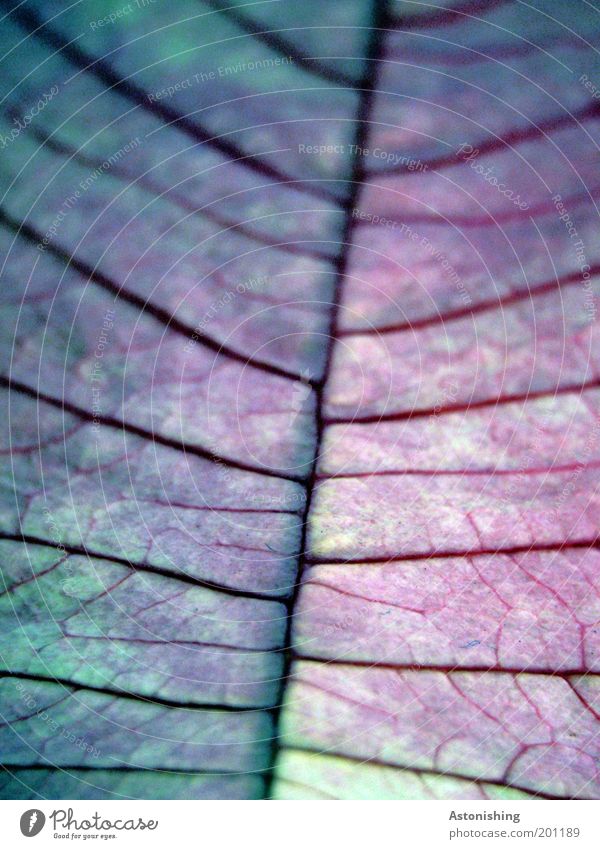 veins Environment Nature Plant Leaf Pot plant Blue Red Black Vessel Line Lined Colour photo Abstract Pattern Structures and shapes Deserted Contrast Blur