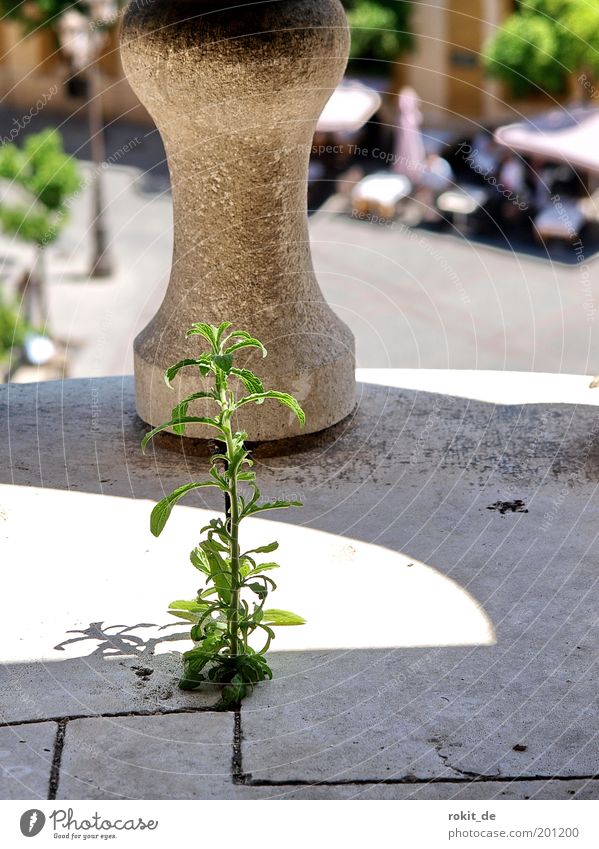 The smallest crack is enough Plant Seville Cathedral Giralda Go up Church Facade Landmark Monument To enjoy Sunlight Shadow play Growth Furrow Shoot Handrail