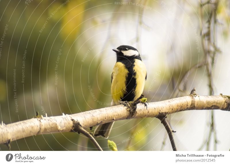 Tit on a birch branch Environment Nature Animal Sun Sunlight Beautiful weather Tree Birch tree Wild animal Bird Animal face Wing Claw Tit mouse 1 Observe Flying