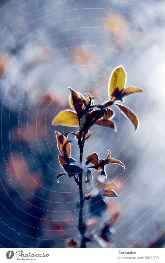 Against the Light Nature Plant Sunlight Spring Tree Leaf Meadow Esthetic Creepy Tall Beautiful Natural Wild Blue Multicoloured Yellow Gold Branch Blur Sweden