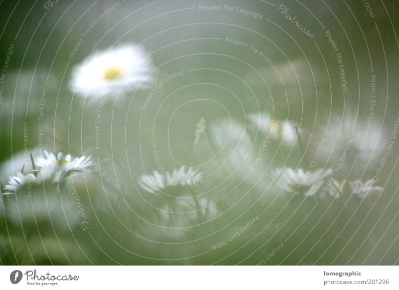 Bellis perennis Summer Nature Spring Bad weather Fog Plant Flower Grass Blossom Garden Meadow Blossoming Yellow Mysterious Daisy Marguerite Shroud of fog Blur