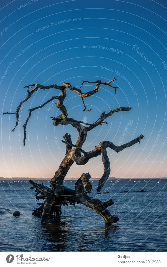 Weathered tree in water Nature Water Cloudless sky Horizon Winter Tree coast Exceptional Exotic Blue Brown Yellow Violet Orange Pink Black Moody Contentment