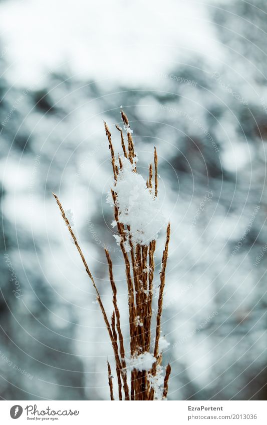 snow guard Environment Nature Sky Winter Climate Climate change Snow Snowfall Plant Grass Cold Gray White Snowflake Blur Pattern Colour photo Subdued colour