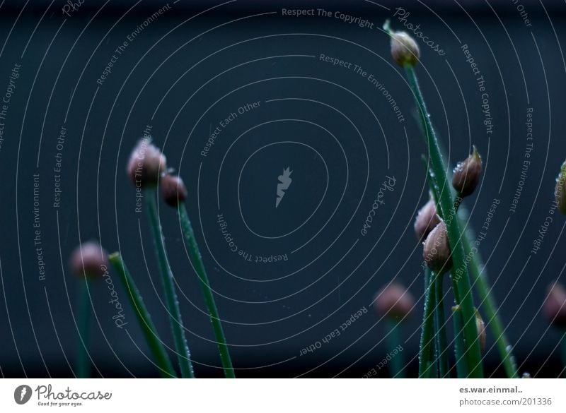 chive thriller. Organic produce Blossoming Chives Herbs and spices Bud Green Healthy Colour photo Subdued colour Shallow depth of field Day