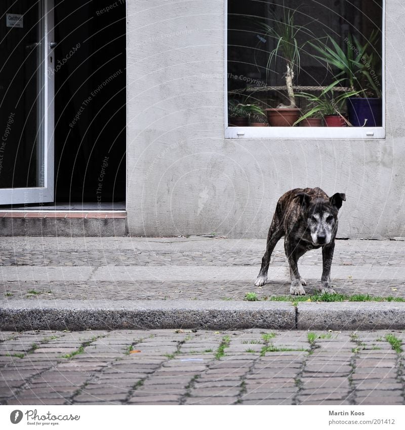 shelf warmers Town Facade Dog Old Poverty Fatigue Mastiff Aggression Looking Gray Grayed Window Protection Watchdog Door Open Curbside Cobblestones Pelt