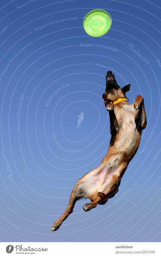 A feat of strength 50 Animal Pet Dog 1 Catch Flying Jump Crazy Blue Green Frisbee dog sport dog training Force Power Colour photo Exterior shot Deserted