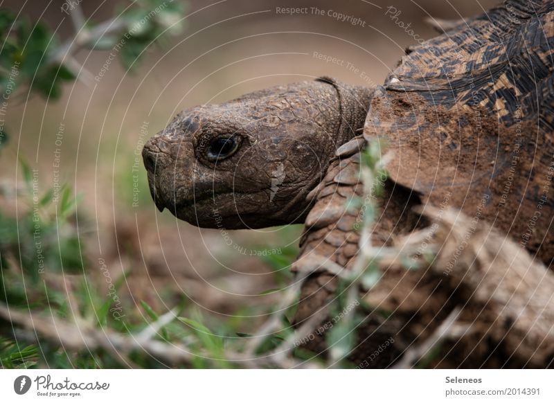 . Environment Nature Animal Wild animal Animal face Turtle 1 Near Natural Colour photo Exterior shot Shallow depth of field Animal portrait