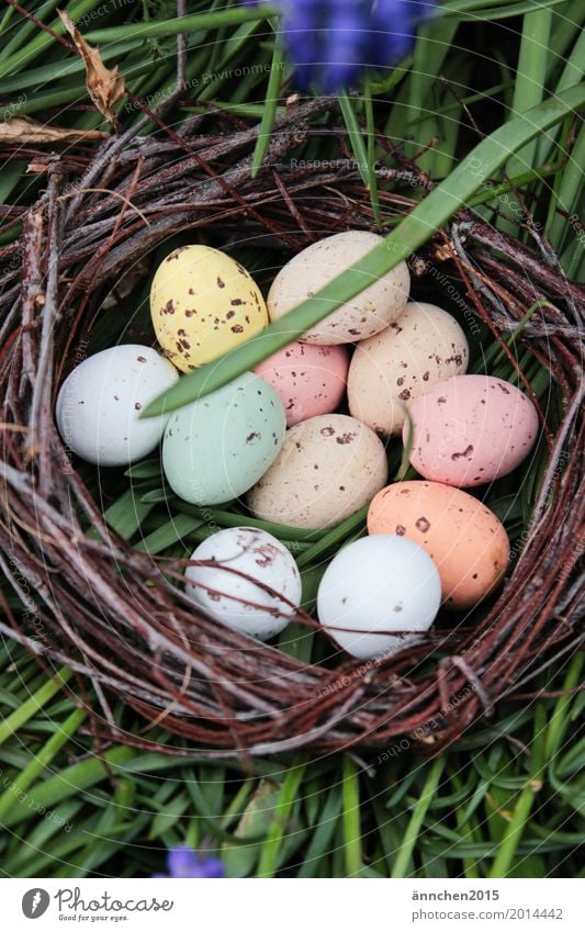 Easter egg hunt eggs Search Spring Nest Grass Green Multicoloured Point Egg Candy Flower Exterior shot Nature