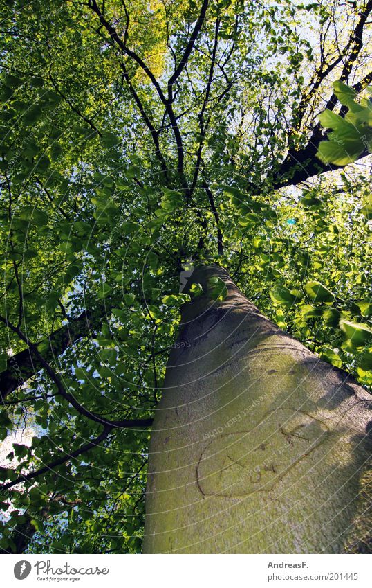 A+K Valentine's Day Environment Nature Plant Spring Tree Wood Heart Love Green Happy Spring fever Infatuation Loyalty Romance Trust Display of affection Graven