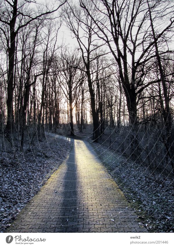 barren area Environment Nature Landscape Plant Cloudless sky Sunlight Winter Climate Beautiful weather Ice Frost Tree Bushes Wild plant Twigs and branches Bleak