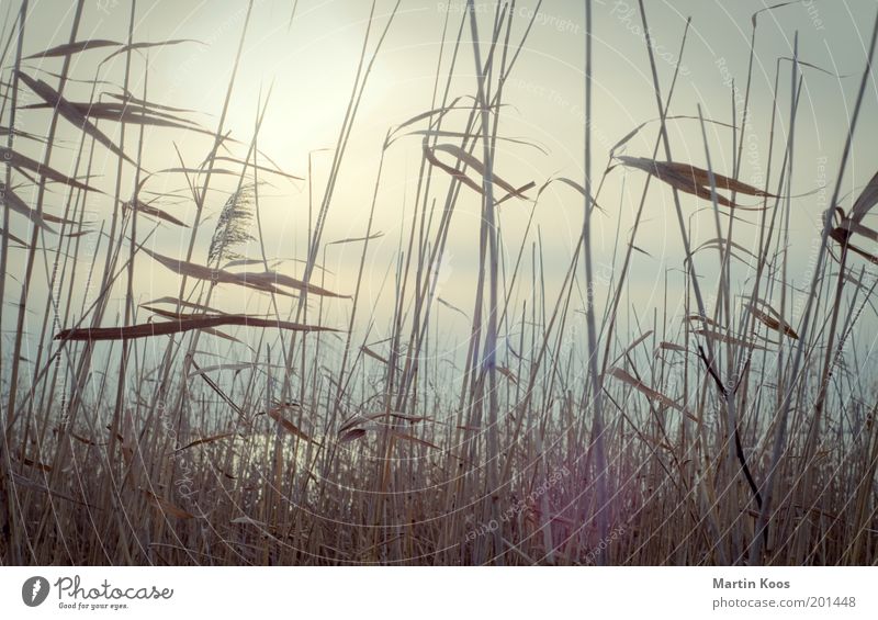 gleam Environment Plant Water Common Reed Lakeside Tall Cold Warmth Emotions Moody Protection Beautiful Wisdom Curiosity Hope Transience Cloud cover Covered