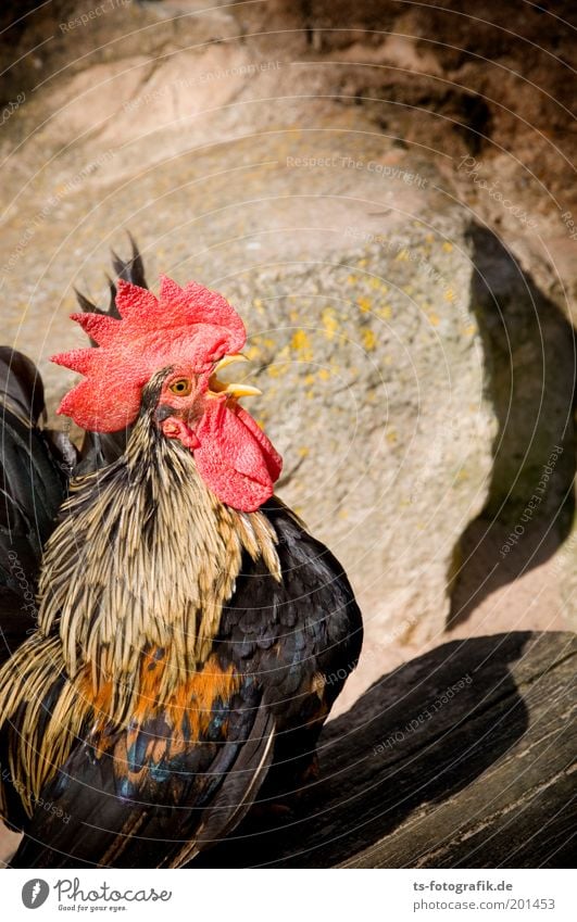 Cock vs. Boa Constrictor Animal Rock Rooster Cockscomb kikeriki Animal sounds Beak 1 2 Stone Wood Feather Excitement Panic Aggression Exceptional Threat Natural