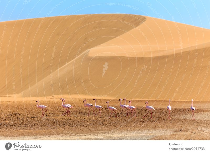 Flock of pink flamingo marching along the dune Vacation & Travel Summer Nature Sand Clouds Park Animal Bird Flamingo Line Wild Yellow Pink Colour Kalahari